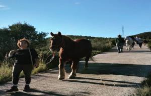 Els cavalls del Pirineu en transhumància arriben al Garraf per passar l'hivern