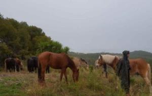 Els cavalls que han passat l'hivern a Olivella s'acomiaden aquest divendres del parc del Garraf. Ajuntament d'Olivella