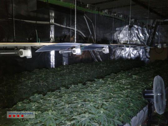 Els Mossos d’Esquadra conjuntament amb la Policia Local de Cubelles desmantellen una plantació amb quasi mil plantes de marihuana. Mossos d'Esquadra