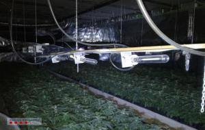 Els Mossos d’Esquadra conjuntament amb la Policia Local de Cubelles desmantellen una plantació amb quasi mil plantes de marihuana