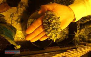 Els Mossos d’Esquadra desmantellen una plantació de marihuana valorada en més de 200.000 euros a Mediona
