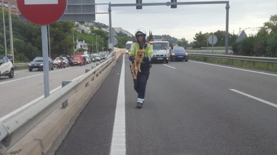 Els Mossos rescaten un gos que corria desorientat per l'autopista C-32, a Sitges. Mossos d'Esquadra