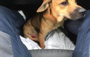 Els Mossos rescaten un gos que corria desorientat per l'autopista C-32, a Sitges