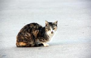 Els veterinaris creen un programa per controlar les colònies de gats i evitar riscos sobre la salut pública. ACN