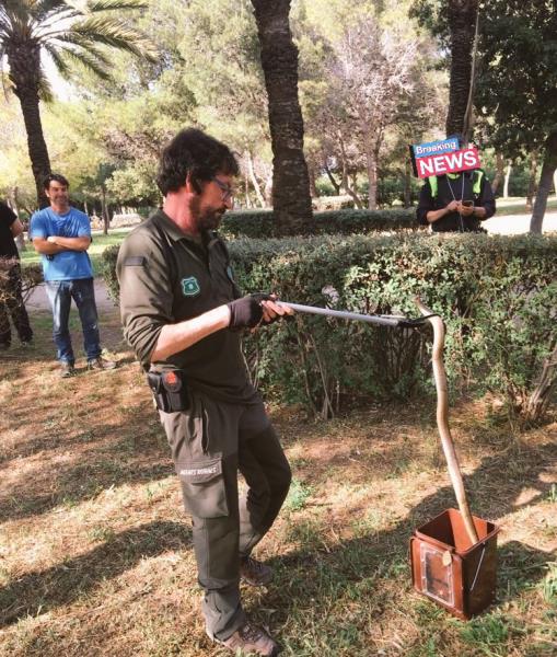 Ensurt a Vilanova per l'aparició d'una serp de metre i mig al parc de la Torre d'Enveja. Policia local de Vilanova