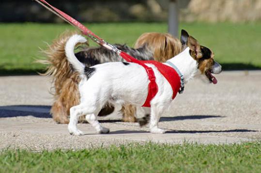 Entra en vigor la nova ordenança reguladora de la protecció d’animals i la seva tinença a Vilafranca. EIX