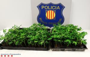 Esqueixos de marihuana intervinguts pels Mossos d'Esquadra en un control de trànsit a Gelida el 25 d'octubre de 2018