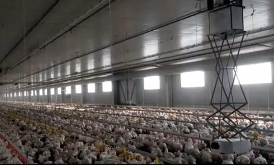Faromatics, start up amb base a Neàpolis, crea el ChickenBoy un robot ramader per a l'engreix d'aviram. EIX
