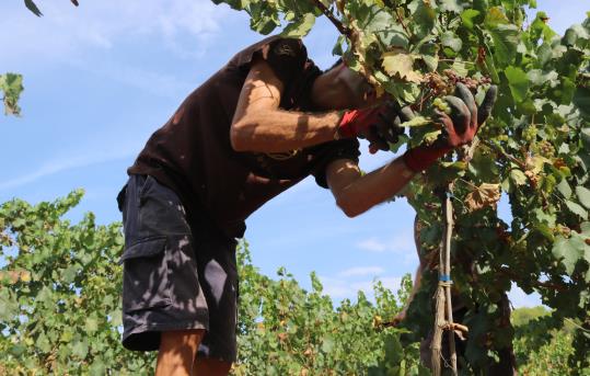 Imatge d'un treballador del Celler Gramona collint raïm aquest 13 d'agost de 2018. ACN