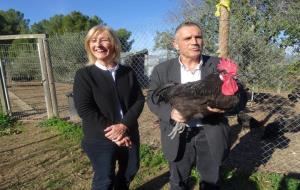 La 354ena edició de la Fira del Gall posarà a la venda més de 2 mil exemplars de Gall del Penedès. Ramon Filella