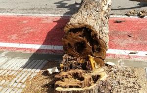 La Bisbal del Penedès tala una vintena d'arbres podrits per culpa d'una poda incorrecta durant diversos anys. ACN