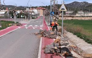 La Bisbal del Penedès tala una vintena d'arbres podrits per culpa d'una poda incorrecta durant diversos anys