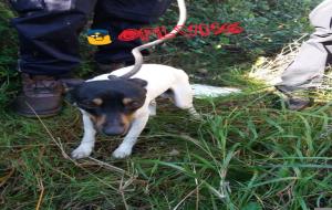La policia de Vilanova rescata un gos abandonat durant dies dins d'una bassa 