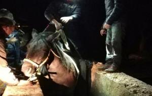 La policia i els bombers rescaten un cavall que va caure al canal del riu del Foix. Policia local de Vilanova