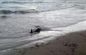 La policia local de Cubelles retorna al mar un dofí varat a la platja de la Mota. Policia local de Cubelles