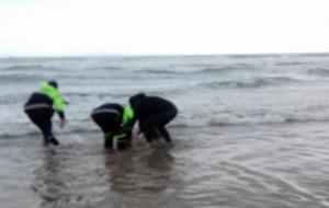 La policia local de Cubelles retorna al mar un dofí varat a la platja de la Mota
