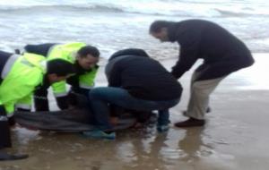 La policia local de Cubelles retorna al mar un dofí varat a la platja de la Mota