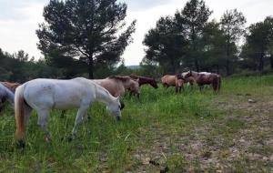 La Trobada d'Estudiosos del Garraf i Olèrdola presenta 44 ponències sobre gestió, fauna i flora i patrimoni . Diputació de Barcelona