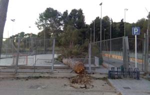 La ventada causa destrosses a Ribes