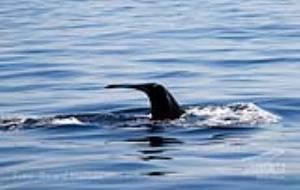 L'associació Cetàcea, que estudia la presència de cetacis al Garraf, impulsa el projecte Amics del Mar