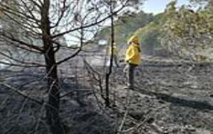 Les ADF del Penedès i Garraf endarrereixen l'inici de la campanya forestal fins al juliol