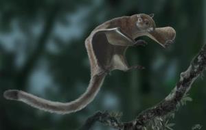 L'esquirol volador Miopetaurista neogrivensis. Institut de Paleontologia