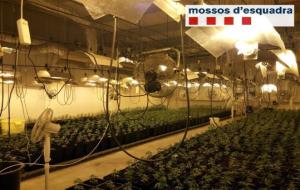 L'interior de la nau d'Igualada amb la plantació de marihuana. Mossos d'Esquadra