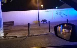 Localitzen un senglar camí de la rambla del Castell de Vilanova