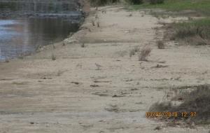 Nova nidificació del corriol camanegre al torrent de Sant Joan