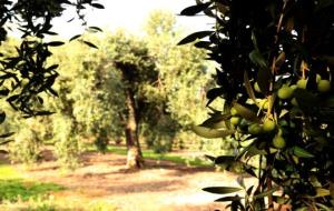 Olives a la branca d'un arbre en primer terme i al fons, una gran olivera en una finca de Vinyols i els Arcs (Baix Camp). ACN