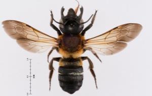 Pla detall d'un dels exemples d'abella gegant de la resina detectada a Catalunya. CREAF