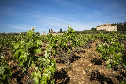 Pla general de la finca vinícola Castell de la Bleda. Torres