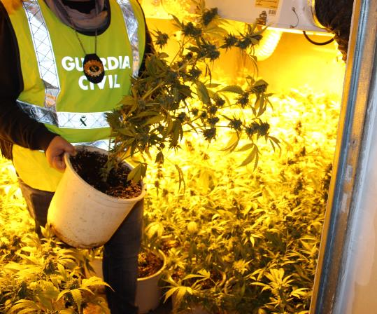 Pla mig d'un agent de la Guàrdia Civil amb una de les plantes de marihuana intervingudes en una casa unifamiliar de Sant Jaume dels Domenys. Imatge pu