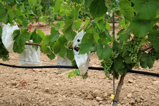 Pla obert de diversos ceps experimentals del projecte Penedès Sostenible, amb bosses on es fan els creuaments d'espores. ACN