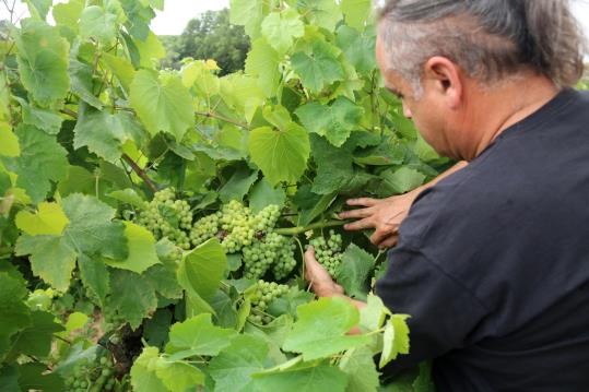 Pla obert del president de la DO Penedès, Josep Maria Albet, mostrant una vinya de Lavern (Alt Penedès) malmesa pel fong míldiu. ACN