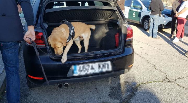 Pla obert d'un gos de la Guàrdia Civil al maleter d'un cotxe durant l'operatiu que ha permès desmantellar dues plantacions de marihuana a Santa Oliva.