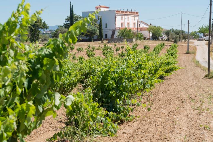 Pla tancat de les vinyes dels terrenys on Grup Ametller Origen té planejat l'Agroparc. Grup Ametller