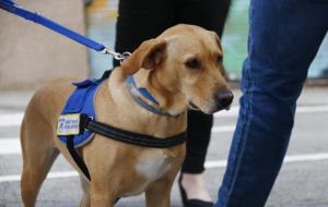 Primer pla del gos de servei, la Sasha, que assisteix una persona amb esclerosi múltiple. ACN