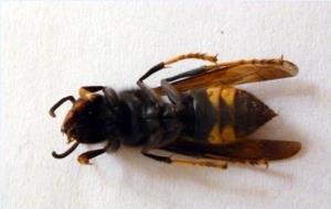 Primer pla d'un exemplar de vespa asiàtica mort. ACN