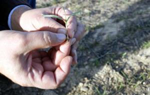 Primer pla d'una planta de cereal poc crescuda per culpa de la sequera en una finca de la Segarra, el 23 de gener de 2018. ACN