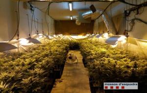 Quatre detinguts a l'Anoia per cultivar 4551 plantes de marihuana. Mossos d'Esquadra