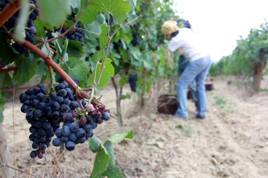 Raïm a punt de ser collit en una vinya de Subirats, dins la DO Penedès. ACN