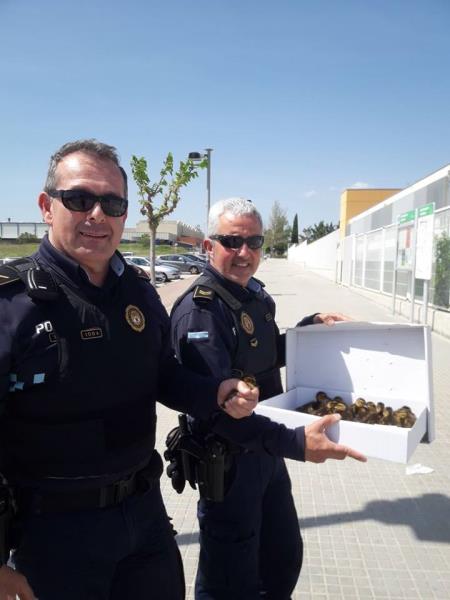 Rescaten 11 aneguets que han arribat desorientats a una escola del Monjos. Policia local dels Monjos