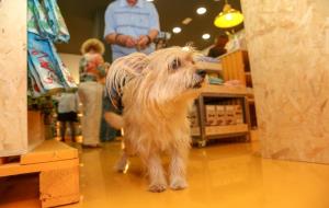 The Animal King, l'especialista de proximitat en benestar per mascotes, arriba a Vilanova