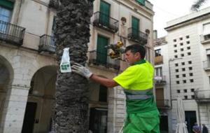 Tractament preventiu contra el morrut a les palmeres del centre de Vilanova amb tècniques d’endoteràpia. Ajuntament de Vilanova