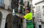 Tractament preventiu contra el morrut a les palmeres del centre de Vilanova amb tècniques d’endoteràpia. Ajuntament de Vilanova
