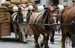 Tres Tombs . Eix