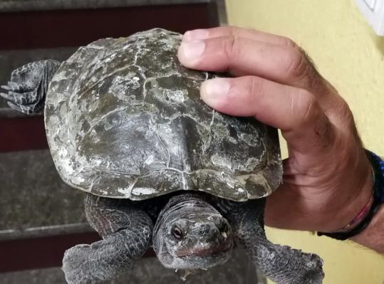 Troben una tortuga d'aigua perduda al carrer de la Boia de Vilanova. Policia local de Vilanova