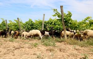 Un celler del Penedès consolida l'ús d’ovelles i cabres en la poda de la vinya