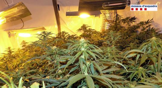 Un detingut a Igualada per cultivar més de 800 plantes de marihuana a casa seva. Mossos d'Esquadra